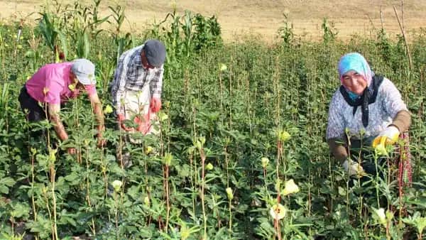 Amasya'nın tescilli çiçek bamyası altın değerinde: Kilosu bin 400 TL'den satılıyor Amasya'nın tescilli çiçek bamyası altın değerinde: Kilosu bin 400 TL'den satılıyor