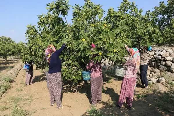 Kraliyet ailesinin gözdesiydi, tarlada fiyatlar çakıldı Kraliyet ailesinin gözdesiydi, tarlada fiyatlar çakıldı