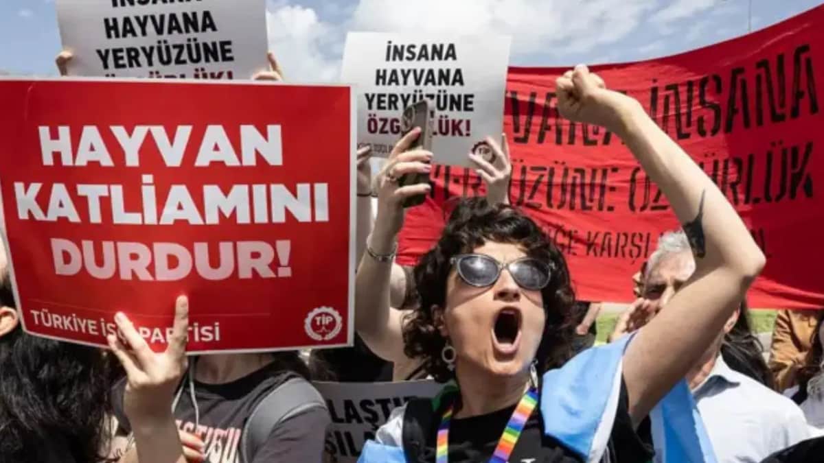 Kütahya’da kedi vahşeti: Başını ve ayaklarını kesip apartmanın önüne bıraktılar Kütahya’da kedi vahşeti: Başını ve ayaklarını kesip apartmanın önüne bıraktılar