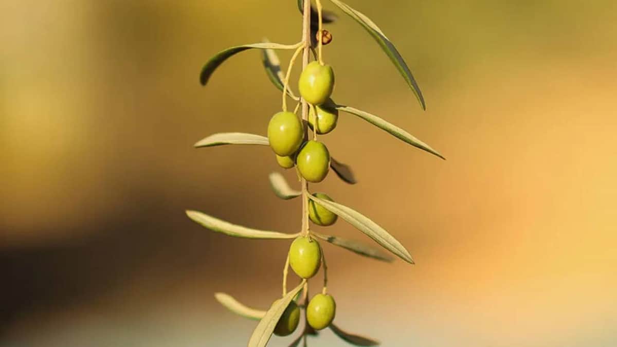 Zeytin Türkiye ekonomisinin önemli kalemlerinden biri: Ekonominin dev katkı vereni Zeytin Türkiye ekonomisinin önemli kalemlerinden biri: Ekonominin dev katkı vereni