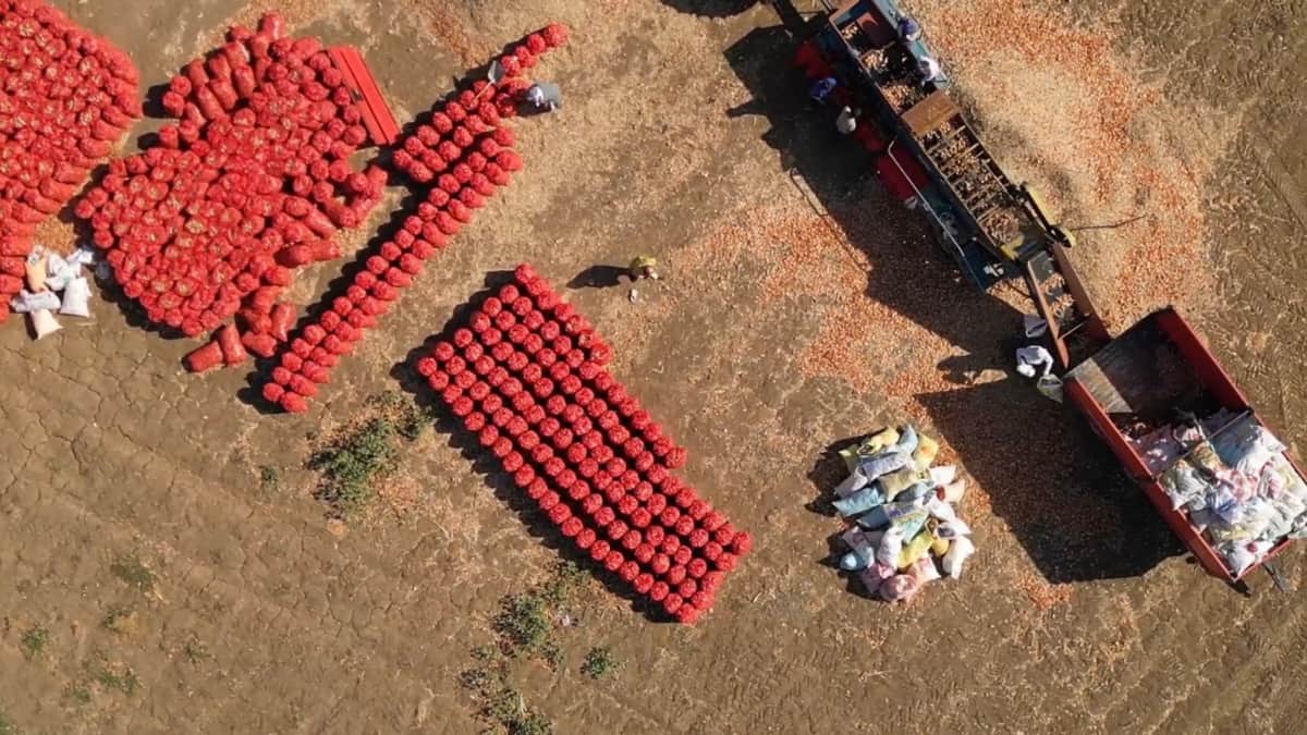 Çuval çuval hasat edilmeye başlandı: Türkiye'nin her yerine gönderilecek Çuval çuval hasat edilmeye başlandı: Türkiye'nin her yerine gönderilecek