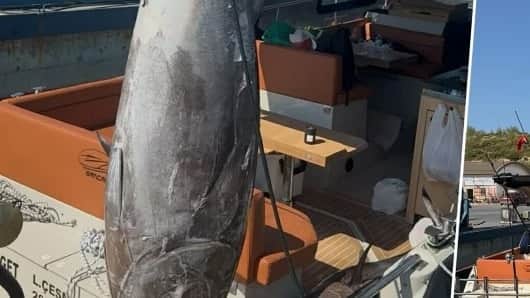 İzmir'de denizden oltayla 55 dakika süren mücadele sonunda bu dev gibi canavarı yakaladı İzmir'de denizden oltayla 55 dakika süren mücadele sonunda bu dev gibi canavarı yakaladı