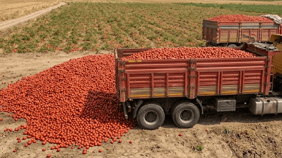Tonlarca domatesi toprağa gömüyorlar Tonlarca domatesi toprağa gömüyorlar