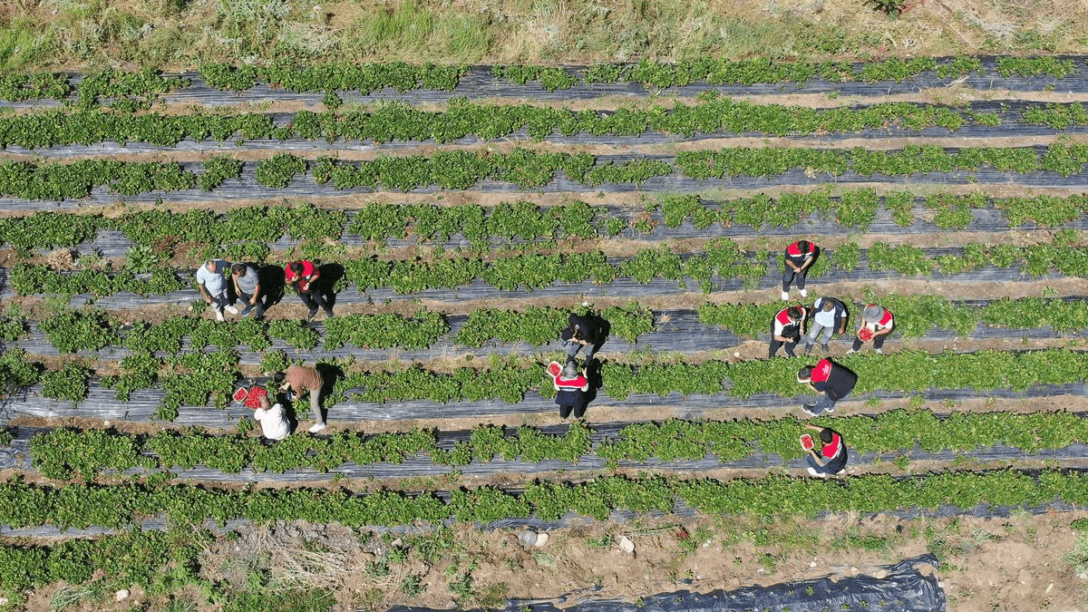 100 tonu duyanın yüzü gülüyor: Üreticinin yeni gelir kapısı 100 tonu duyanın yüzü gülüyor: Üreticinin yeni gelir kapısı