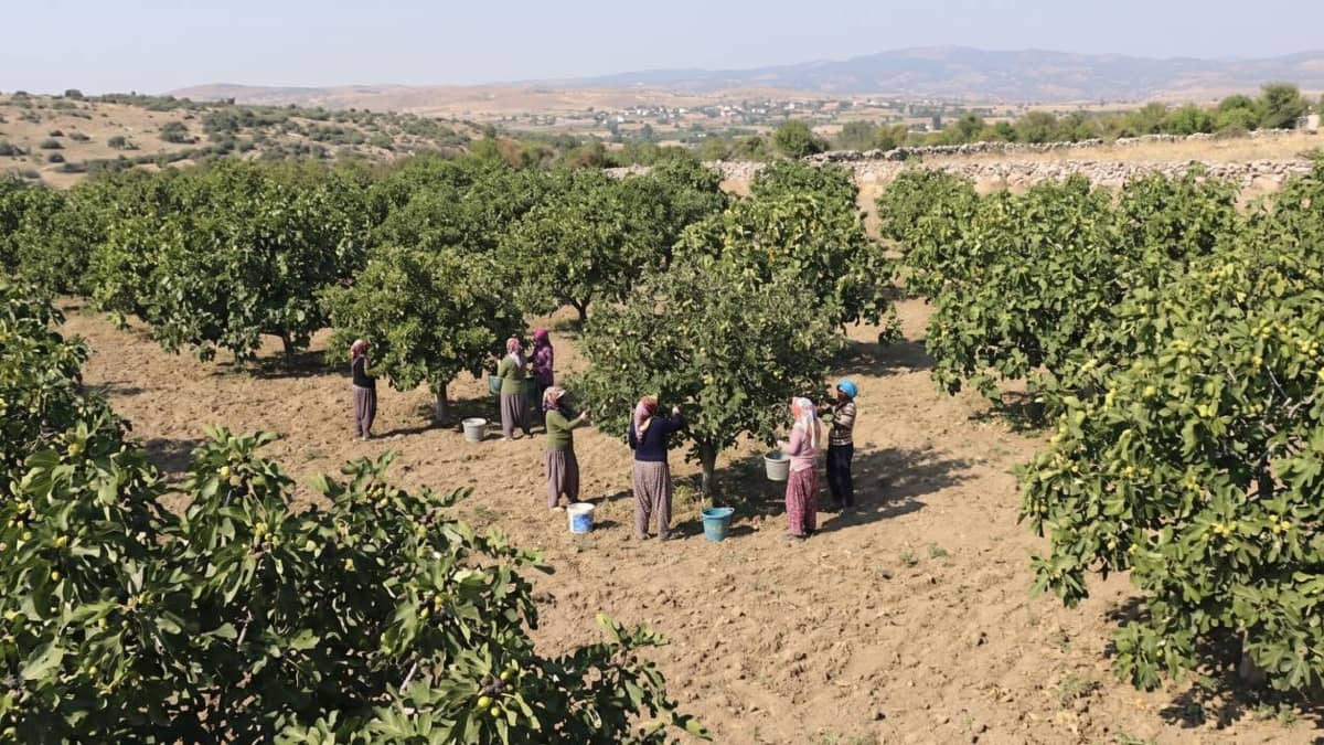 Kilosu 850 liraya dayandı: Rekor hasat üreticinin yüzünü güldürdü Kilosu 850 liraya dayandı: Rekor hasat üreticinin yüzünü güldürdü