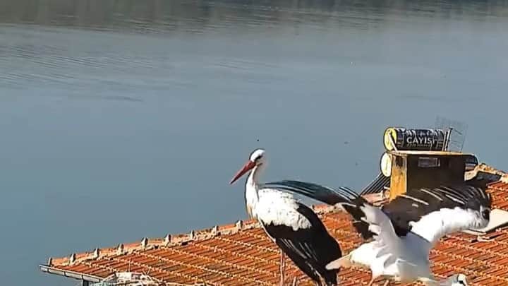 Yaren ve Nazlı leylek yuvadan ayrıldı: Afrika yolculuğu başladı Yaren ve Nazlı leylek yuvadan ayrıldı: Afrika yolculuğu başladı