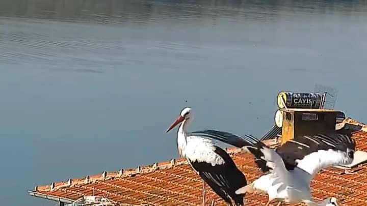 Yaren ve Nazlı leylek yuvadan ayrıldı: Afrika yolculuğu başladı Yaren ve Nazlı leylek yuvadan ayrıldı: Afrika yolculuğu başladı