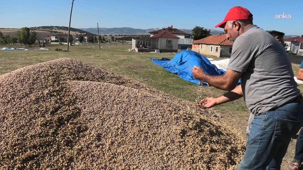 Hasat sonrası çiftçiler için bir daha ekmeyin uyarısı yapıldı Hasat sonrası çiftçiler için bir daha ekmeyin uyarısı yapıldı
